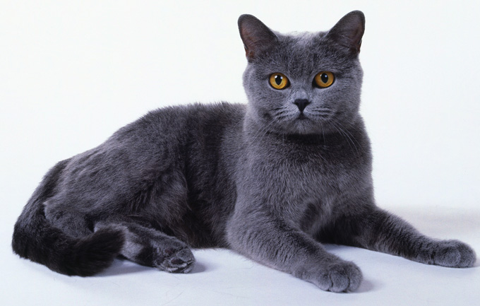 Chartreuse cat - una dintre cele mai vechi pisici ale planetei