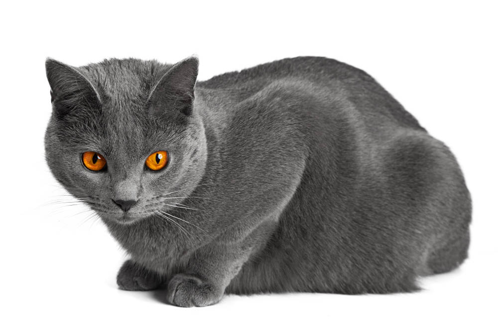 Chartreuse cat - una dintre cele mai vechi pisici ale planetei