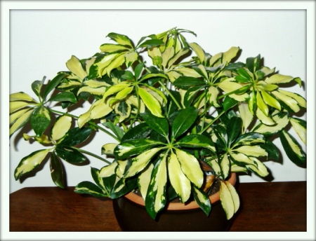 Scheffler (schefflera)