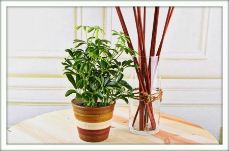 Scheffler (schefflera)