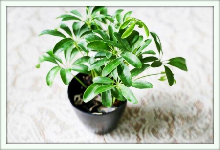 Scheffler (schefflera)