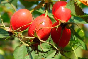 Rosehip se îngroșă sau lichefiază sângele