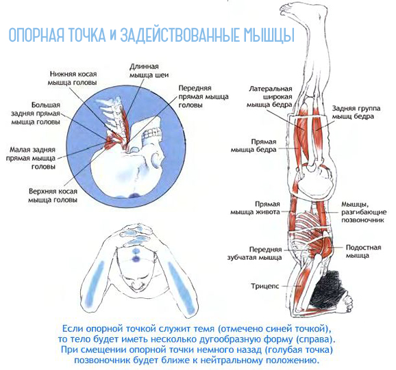 Шіршасана, стійка на голові, йога, slavyoga