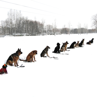 Scoala de caini de formare în inelul de la Pushkin - școală de câini de formare inel
