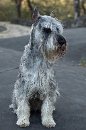 Schnauzer, Zwergschnauzer, Mittelschnauzer, Riesenschnauzer