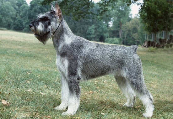 Schnauzer, Zwergschnauzer, Mittelschnauzer, Riesenschnauzer