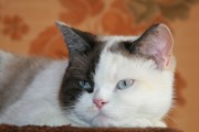 Шотландський блакитний кошеня з блакитними очима статті