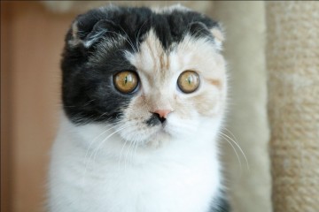 Scottish Blue Kitten cu ochi albaștri