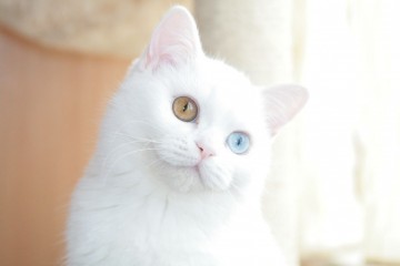 Scottish Blue Kitten cu ochi albaștri