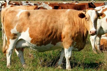 Condiții de vacă simmental și perspective de creștere - portalul fermei