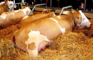 Condiții de vacă simmental și perspective de creștere - portalul fermei