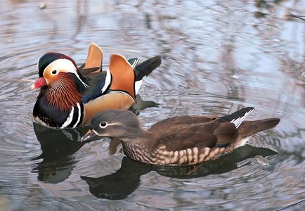 Simbolurile Feng Shui ale Mandarin Duck