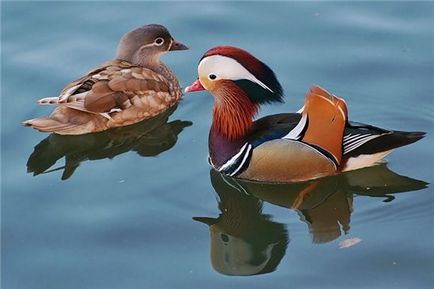Simbolurile Feng Shui ale Mandarin Duck