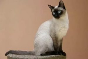 Скільки живуть сіамські кішки в домашніх умовах