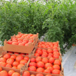 Солодкі сорти томатів особливості, відмінні риси