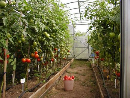 Солодкі сорти томатів особливості, відмінні риси