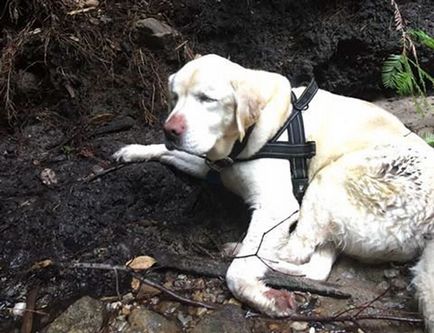 Un câine orb a fost găsit în munți la 8 zile după dispariție