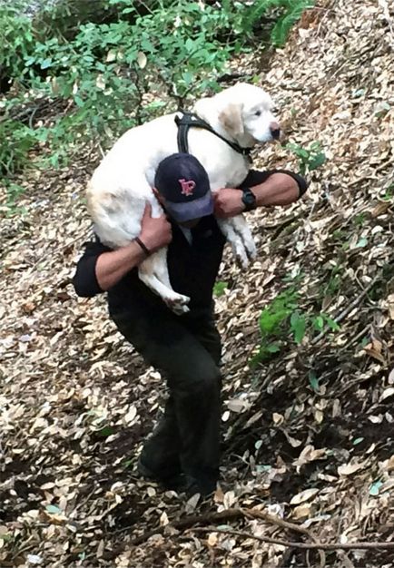 Un câine orb a fost găsit în munți la 8 zile după dispariție