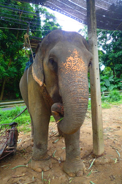 Elephant Road”, vagy ha lovagolni elefántok, Phuket online adatait kalauz Phuket