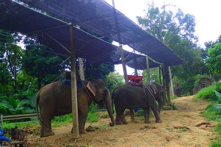 Слоняча дорога », або де покататися на слонах, Пхукет-онлайн, ваш інформаційний гід по Пхукет