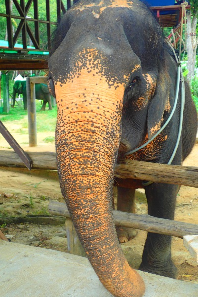 Elephant Road”, vagy ha lovagolni elefántok, Phuket online adatait kalauz Phuket