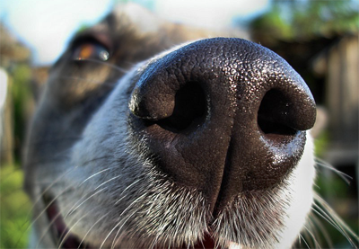 Собачий ніс факти і міфи - знайомства домашніх тварин