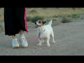 Un câine care nu știe cum să se scufunde - clip, viziona online, descarcă un clip de câine care nu poate