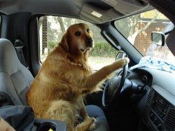 Câini-călători - dogweb - știri canine