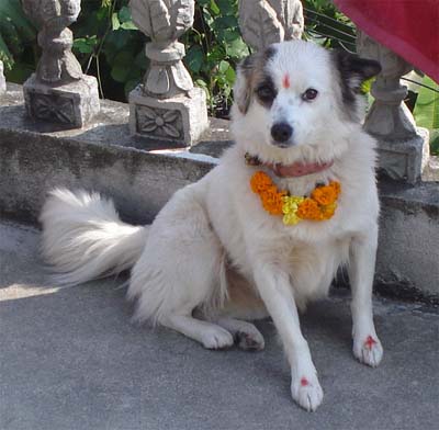 Собаки в індуїзмі 1