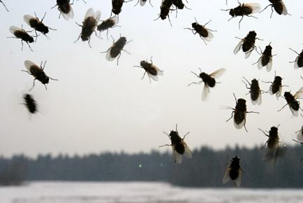 fly álom könyv, egy csomó legyek, pedig egy légy, hogy megöli a legyeket egy álom