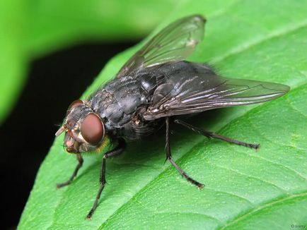 fly álom könyv, egy csomó legyek, pedig egy légy, hogy megöli a legyeket egy álom