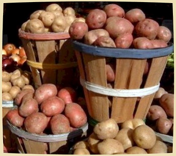 Soiurile de cartofi folosite pe urale