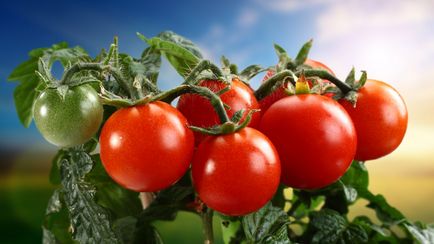 Рятуємо помідори від опіків - вдалі поради