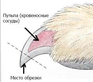 Стрижка кігтів - ветклиника - вітер-ок - в Мітіно