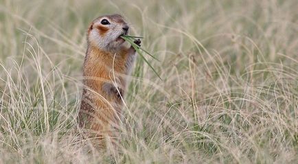 Acidul gras este bun, rău, așa cum este folosit