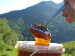 Тайговий мед - корисні властивості і склад