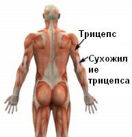 Tendinita tricepsului, centrul pula