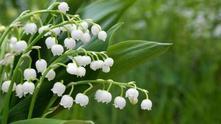 Shade-iubitoare și umbra-tolerant plante pentru a da nume florilor și arbuști, care legume pentru a planta