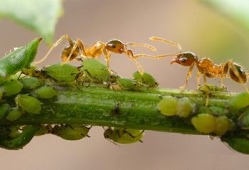 Afidele din cameră au crescut simptomele, prevenirea, metodele de luptă, căile populare