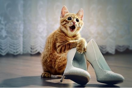 Ceea ce pisicile si cainii sunt considerate a fi genunchi, de fapt