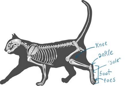 Ceea ce pisicile si cainii sunt considerate a fi genunchi, de fapt