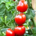 Tomato - grozdevoy franceză - caracteristicile soiului, o descriere a caracteristicilor, fotografiilor și recenziilor grădinarilor