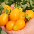 Tomato - grozdevoy franceză - caracteristicile soiului, o descriere a caracteristicilor, fotografiilor și recenziilor grădinarilor