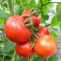 Tomato - Grozdevoy franceză - caracteristicile soiului, o descriere a caracteristicilor, fotografii și recenzii ale grădinarilor