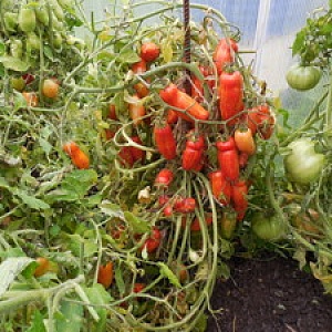 Tomato - afine - (10 semințe)