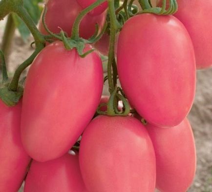 Caracteristica roz rosie rosie, descrierea varietatii, boli si dăunători
