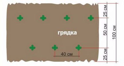 Томат новачок рожевий характеристика, опис сорту, хвороби і шкідники