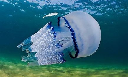 Top 10 legnagyobb medúza a világon