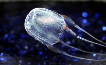 Топ 10 найбільші медузи в світі