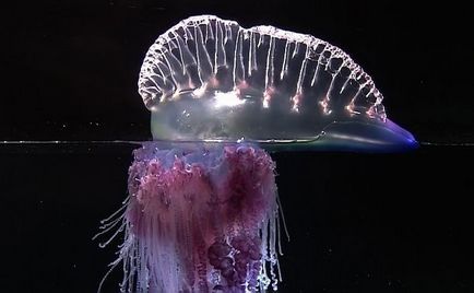 Top 10 cele mai mari meduze din lume